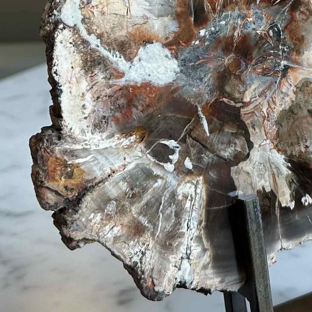 LAJA DE MADERA PETRIFICADA PULIDA CON PARANTE DE FIERRO