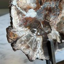 LAJA DE MADERA PETRIFICADA PULIDA CON PARANTE DE FIERRO
