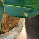 MACETA MARV0279 +FICUS ELÁSTICO