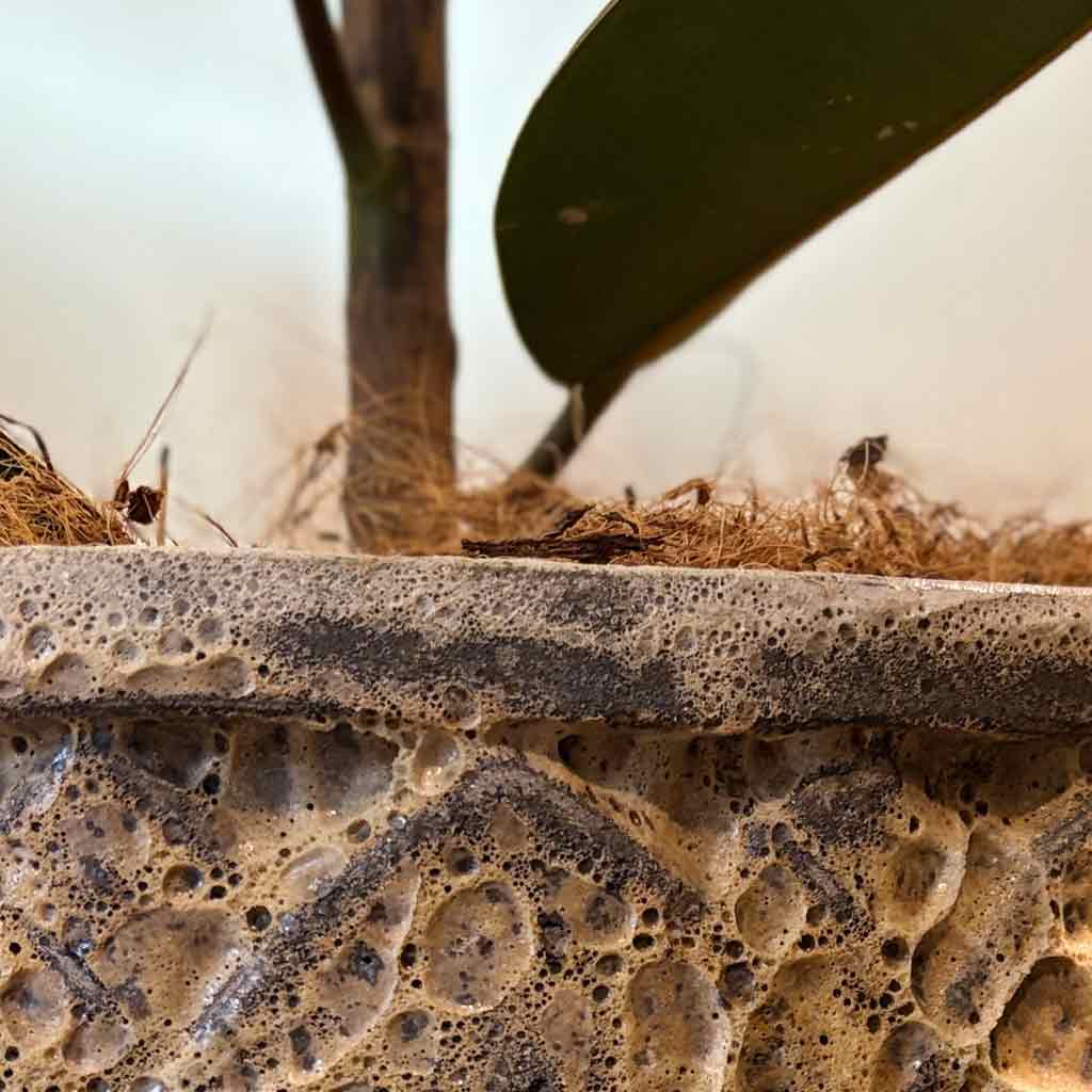 MACETA MARV0279 +FICUS ELÁSTICO