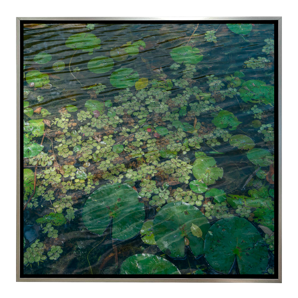 CUADRO FOTOGRAFÍA - BOTÁNICA 2