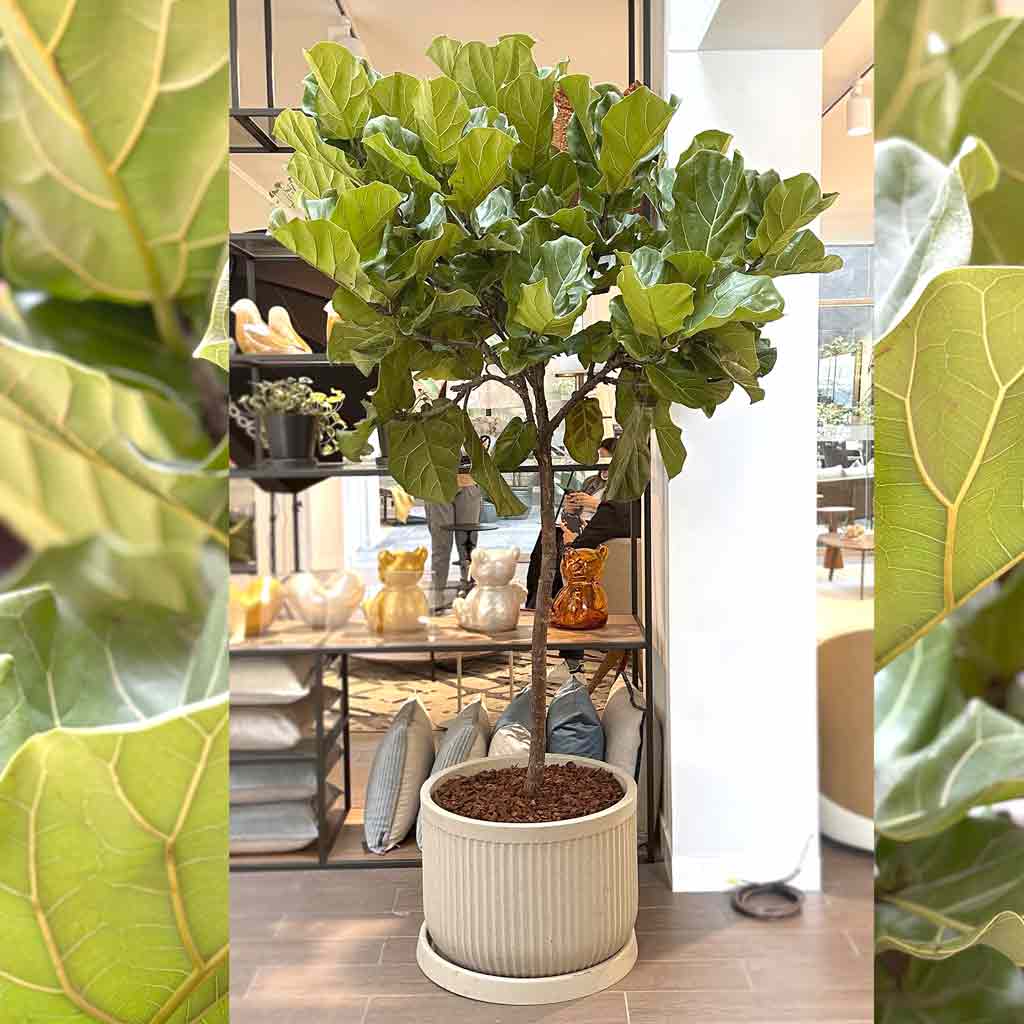 MACETA FLUTE ROUND Y FICUS LYRATA BESP2