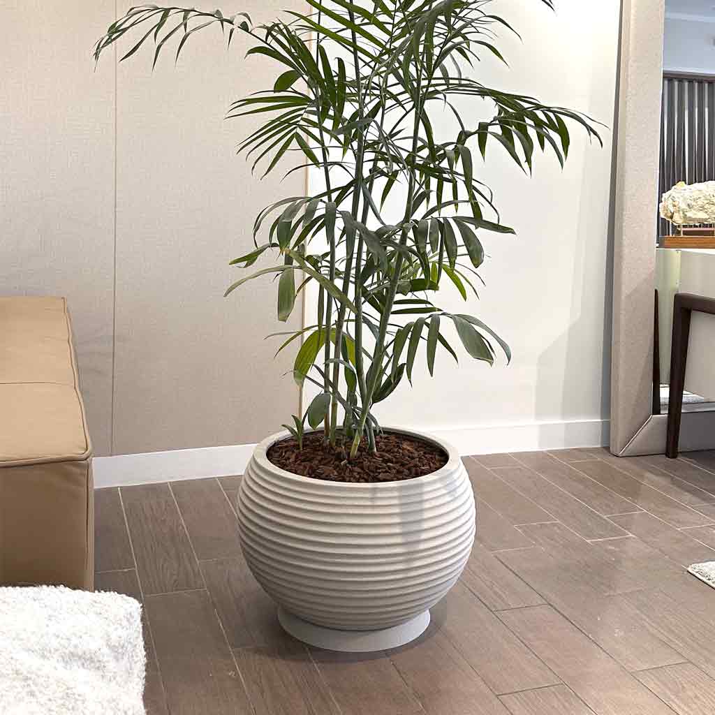 MACETA LATTICE BOWL Y PALMERA BAMBU B1