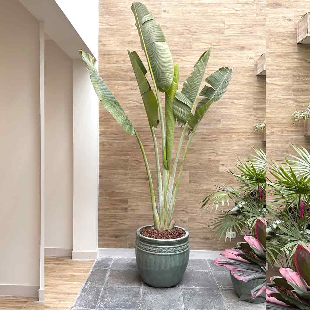 MACETA SEMIREDONDA BRILLANTE EXTRAGRANDE Y RAVENALA