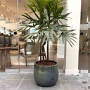 MACETA REDONDA CORTA EXTRAGRANDE Y PALMERA RAPHIS MN18