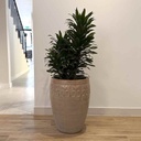 MACETA BARRIGONA Y DRACAENA VERDE COMPACTA B1Y