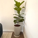 MACETA CONICA Y FICUS LYRATA B1