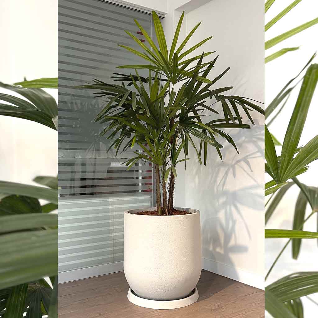 MACETA RUSTIC CASK Y PALMERA RAPHIS MN18