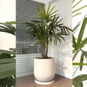 MACETA RUSTIC CASK Y PALMERA RAPHIS MN18