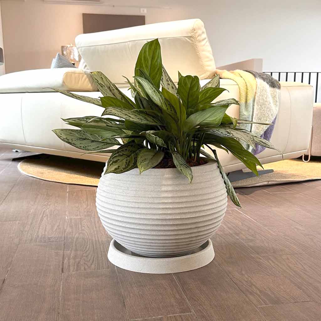 MACETA ESFERICA Y AGLAONEMA MIX MP