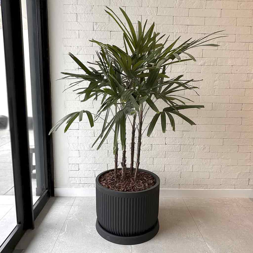 MACETA FLUTE ROUND Y PALMERA RAPHIS MN18