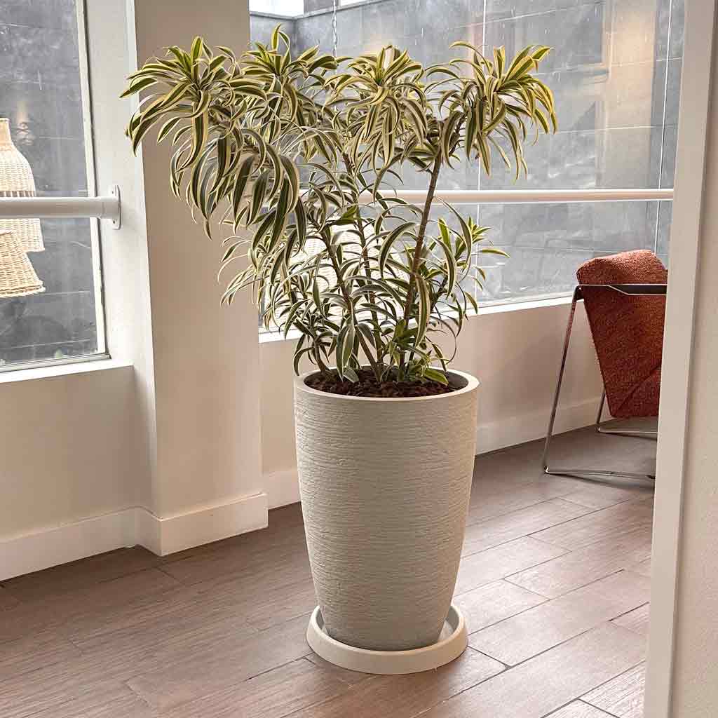 MACETA CONICA Y PLEOMELIA REFLEX VARIEGADA B1