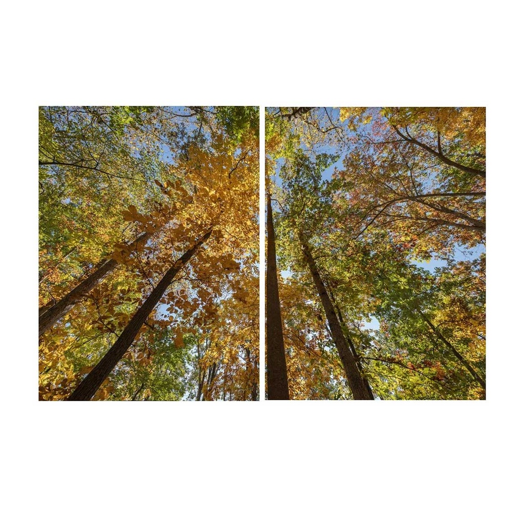 CUADRO FOTOGRAFÍA - DÍPTICO OTOÑO 2