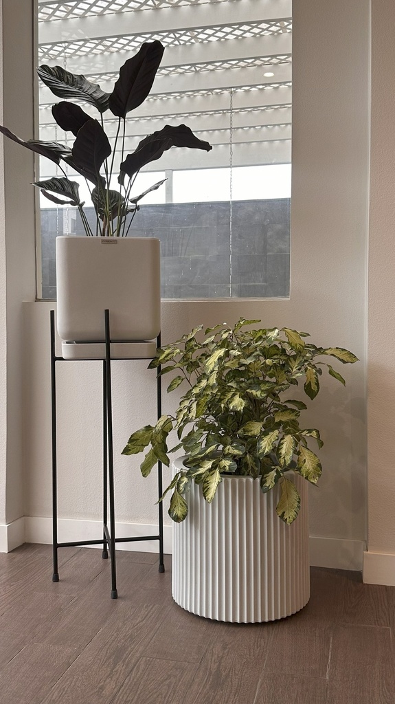 MACETA QUATTRO 32 CON PARANTE Y CALATHEA