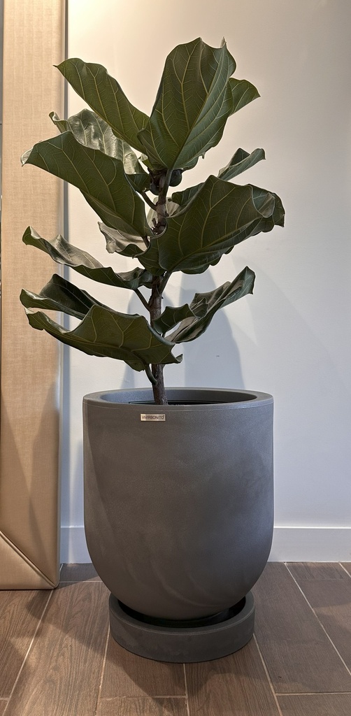 MACETA CYLINDRO 40 Y FICUS LYRATA