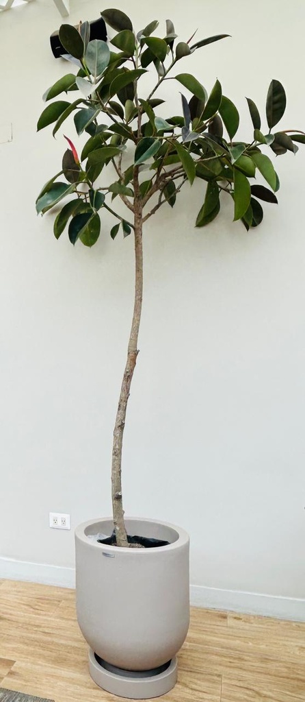 MACETA CYLINDRO 45 TAUPE Y FICUS ELÁSTICA