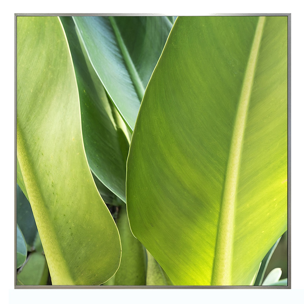 CUADRO FOTOGRAFÍA - TROPICAL 2