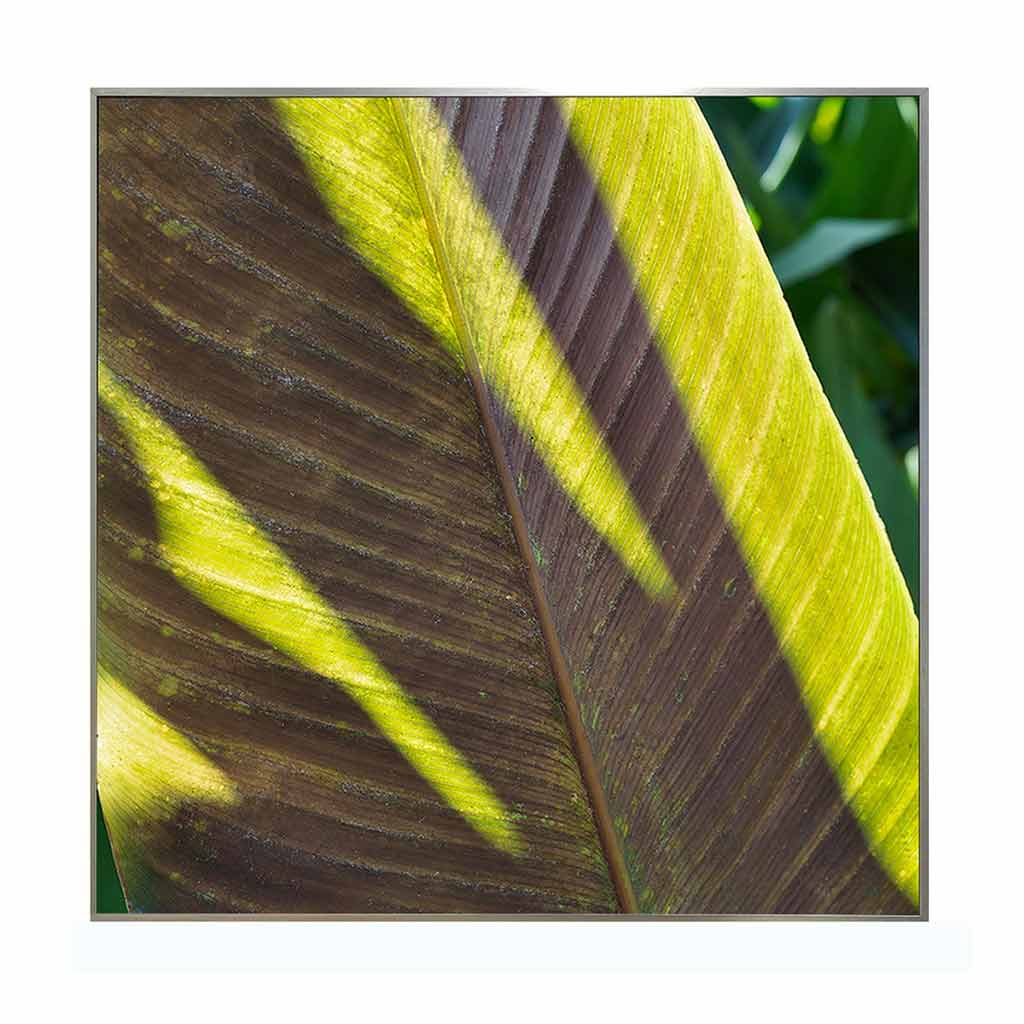 CUADRO FOTOGRAFÍA - TROPICAL 3