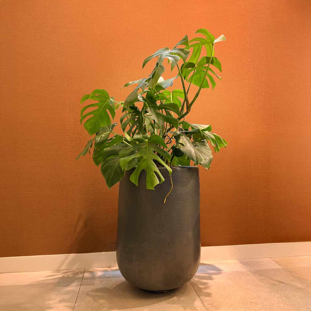 MACETA MACG0156 + MONSTERA