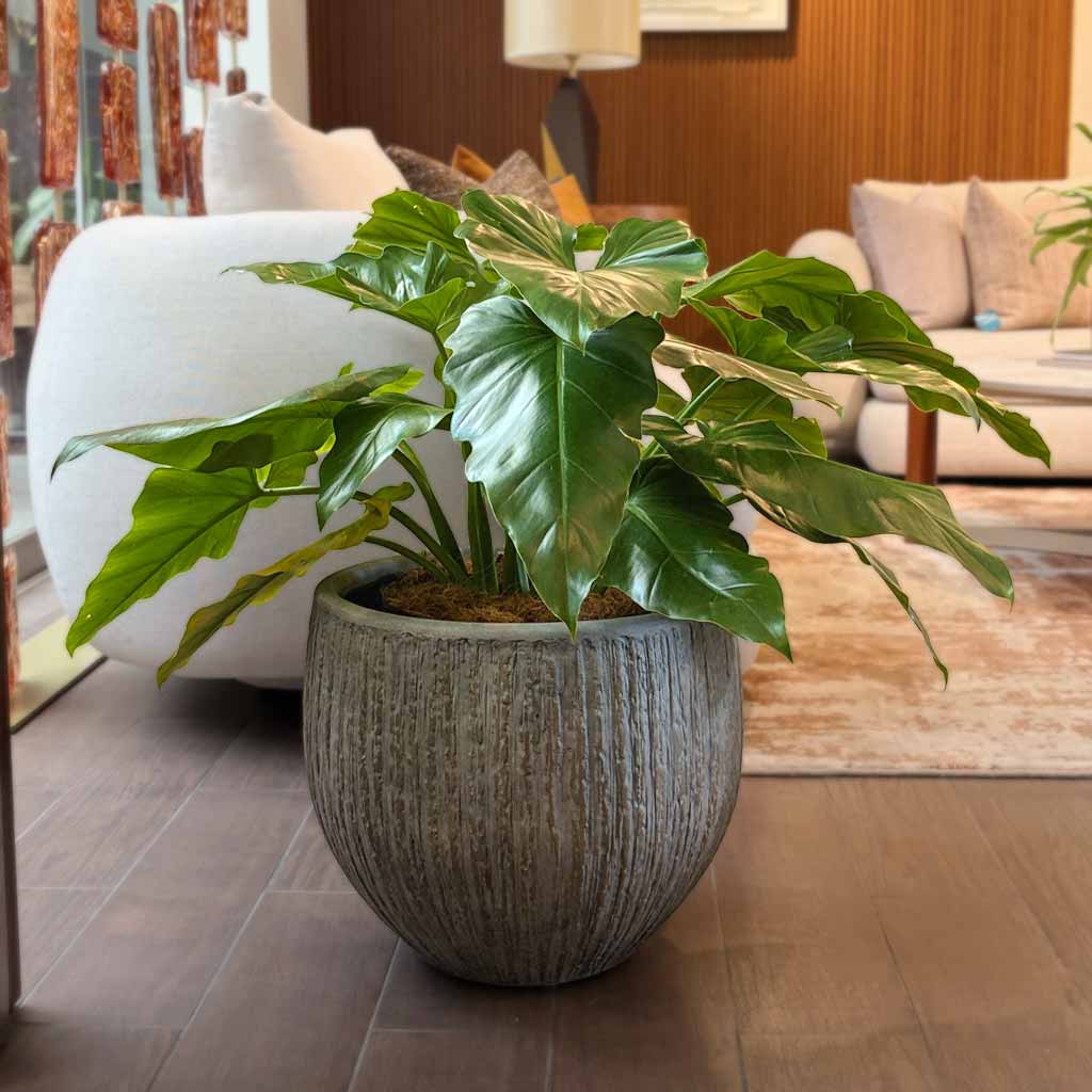 MACETA MAFC0206 + PHILODENDRON