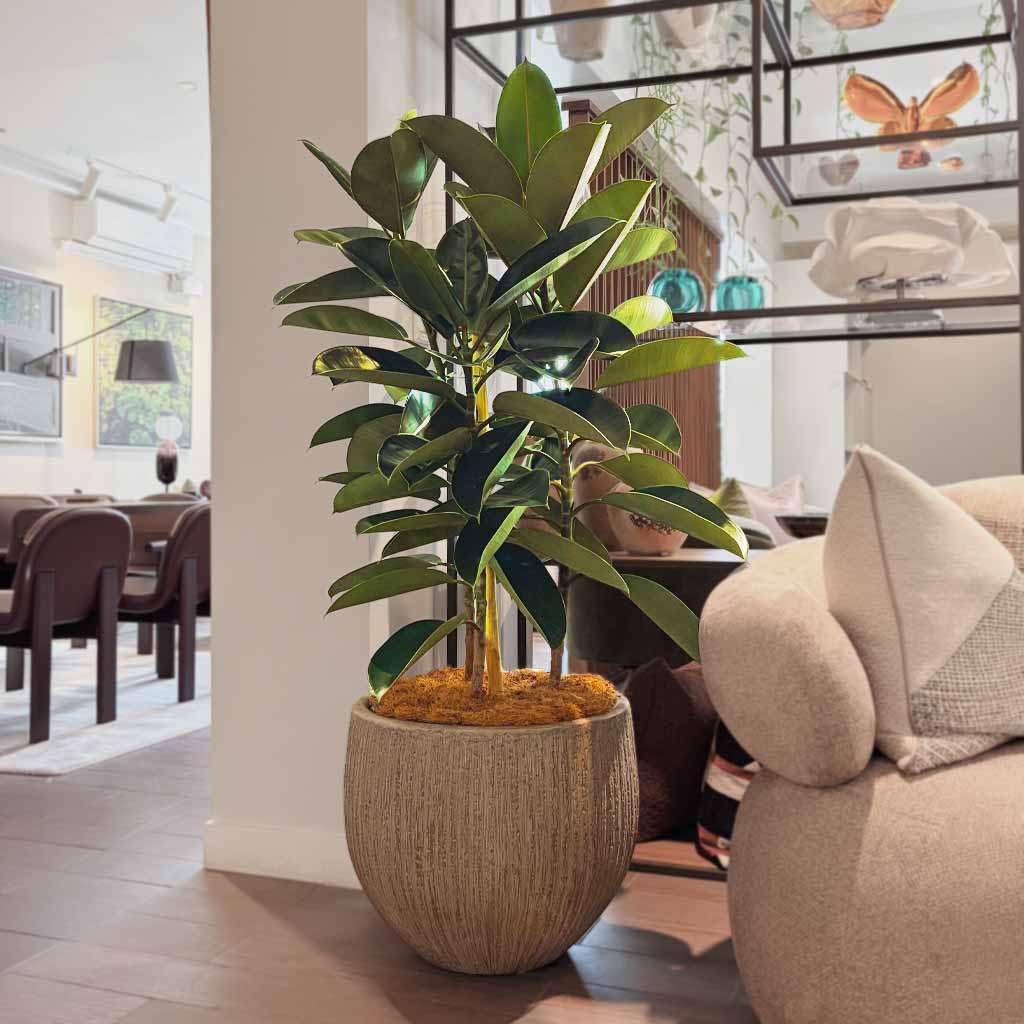 MACETA MAFC0207 + FICUS ELÁSTICO
