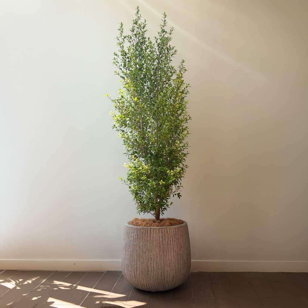 MACETA MAFC0204 + FICUS EUGENIA