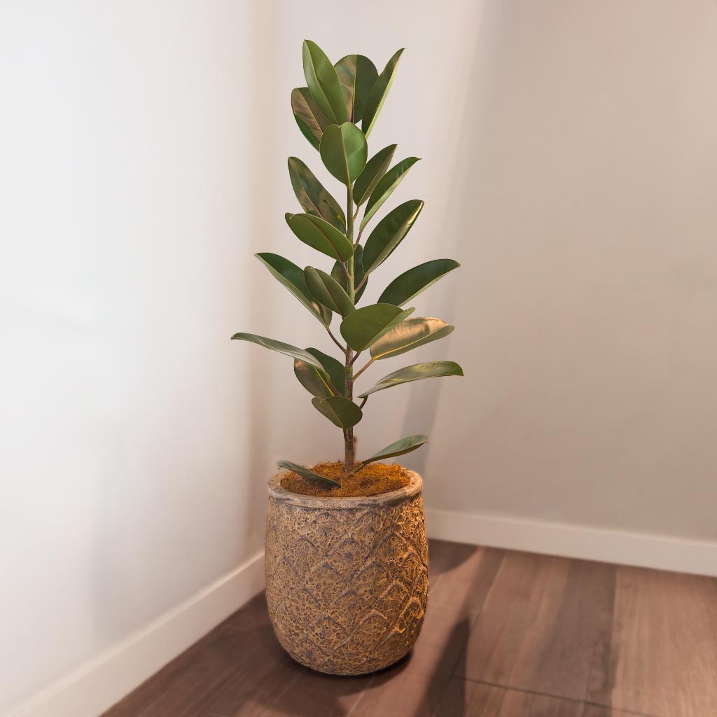 MACETA MARV0279 +FICUS ELÁSTICO