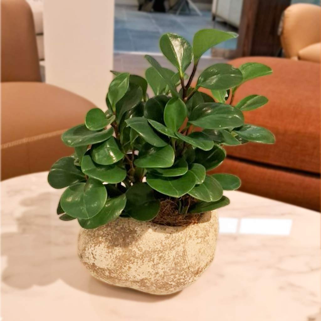 MACETA MABA0128 +PEPEROMIA
