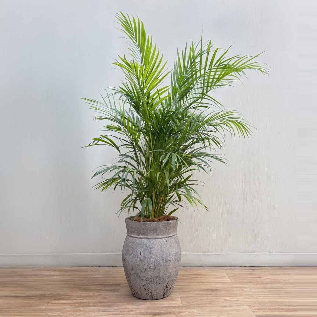 MACETA MACE0147 + PALMERA HAWAIANA