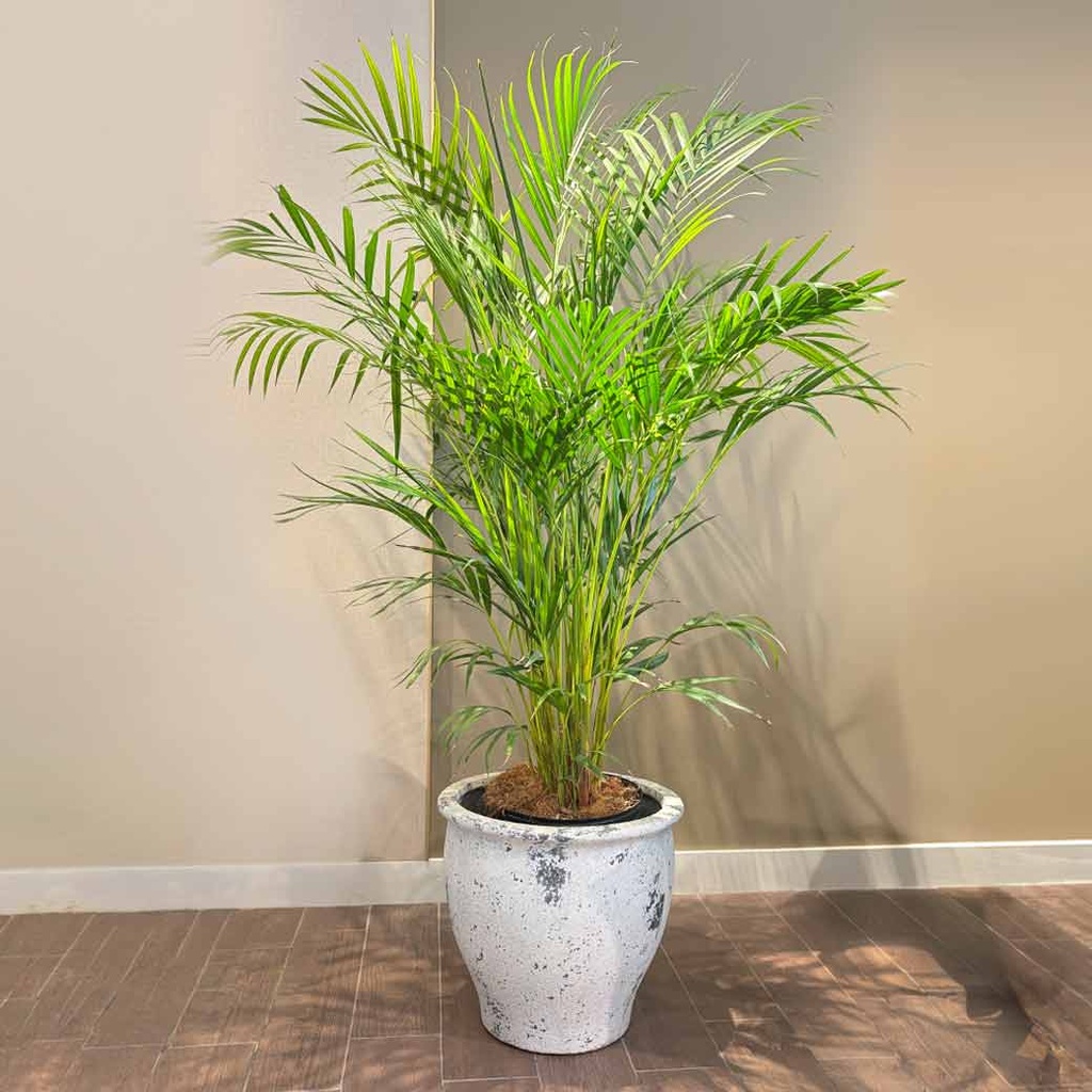 MACETA MACE0005 + PALMERA HAWAIANA