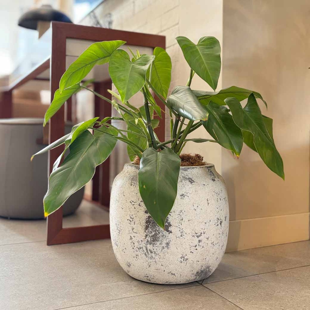 MACETA MACE0011 + PHILODENDRON