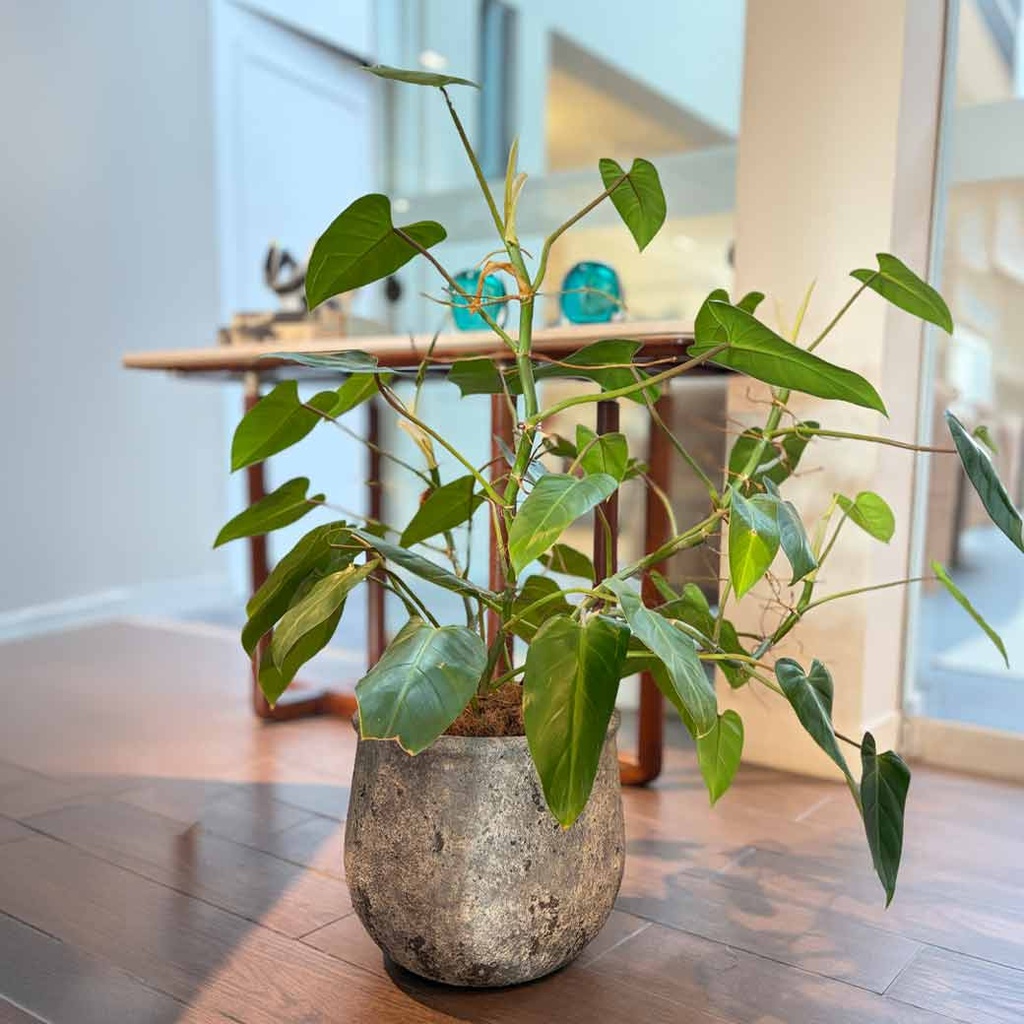 MACETA MACE0130 + PHILODENDRON