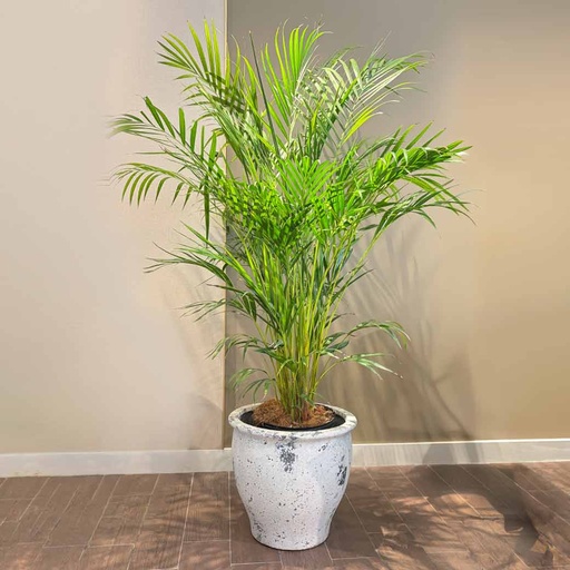 MACETA MACE0005 + PALMERA HAWAIANA