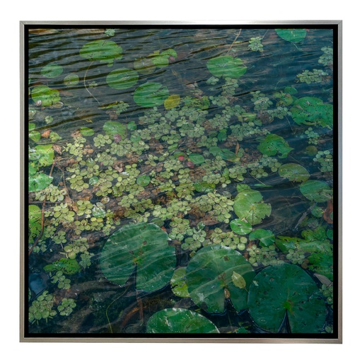 CUADRO FOTOGRAFÍA - BOTÁNICA 2