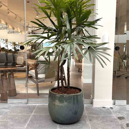 MACETA REDONDA CORTA EXTRAGRANDE Y PALMERA RAPHIS MN18