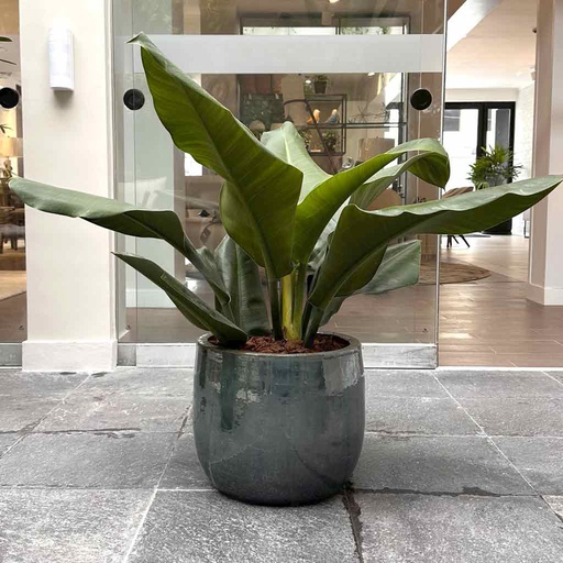 MACETA REDONDA CORTA GRANDE Y PHILODENDRO ESPATULA