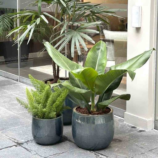 MACETA REDONDA CORTA MEDIANA Y ESPARRAGO VELA