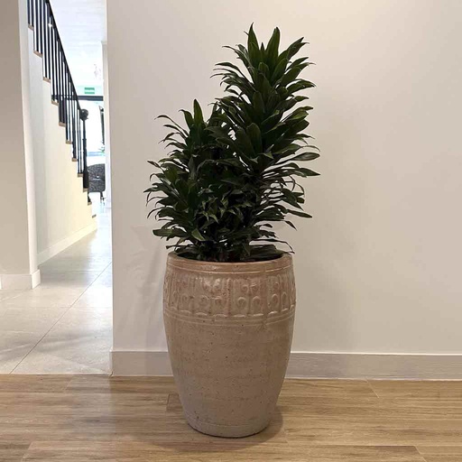 MACETA BARRIGONA Y DRACAENA VERDE COMPACTA B1Y