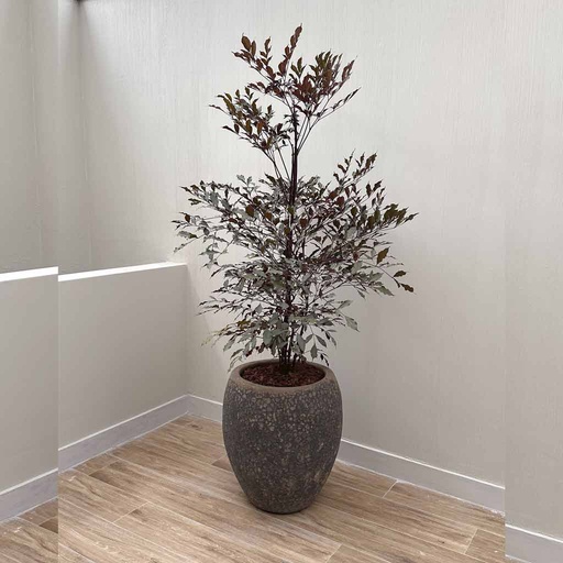 MACETA OVALADA CON POROS Y LEEA RUBRA