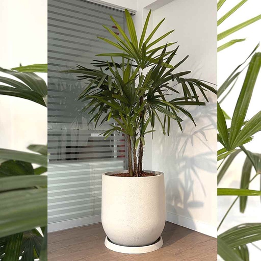 MACETA RUSTIC CASK Y PALMERA RAPHIS MN18