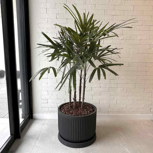 MACETA FLUTE ROUND Y PALMERA RAPHIS MN18