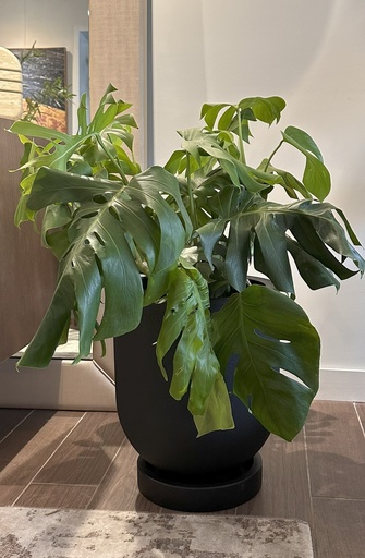 MACETA CYLINDRO 34 Y COSTILLA DE ADÁN