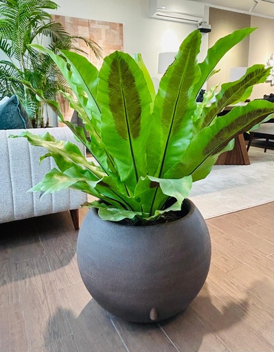 MACETA BOLA 56 AUTORIEGO Y HELECHO ALEMÁN