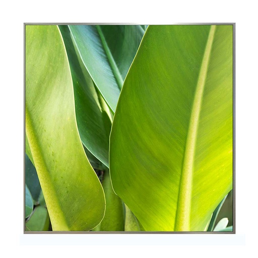 CUADRO FOTOGRAFÍA - TROPICAL 2