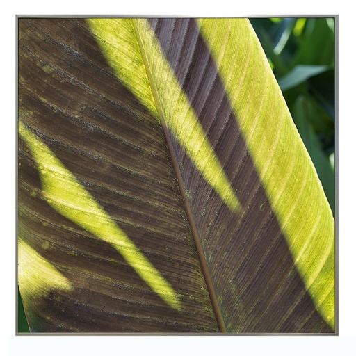 CUADRO FOTOGRAFÍA - TROPICAL 3