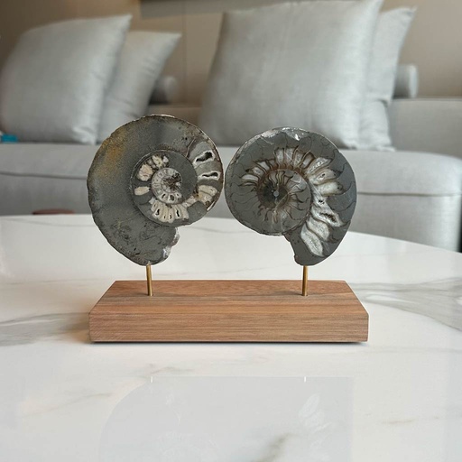 ESCULTURA AMONITAS SOBRE BASE DE MADERA